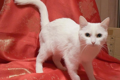 В Новосибирске пристраивают кошку Мелиссу после гибели хозяйки