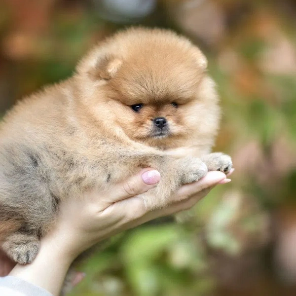 Щенок имеет паспорт и клеймо | Источник: avito.ru