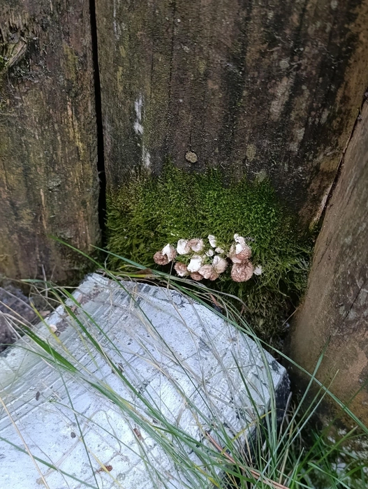 Сезон грибов пока не закончился  | Источник: Ольга Ефремова / «Грибы Екатеринбурга и Свердловской области» во «ВКонтакте»