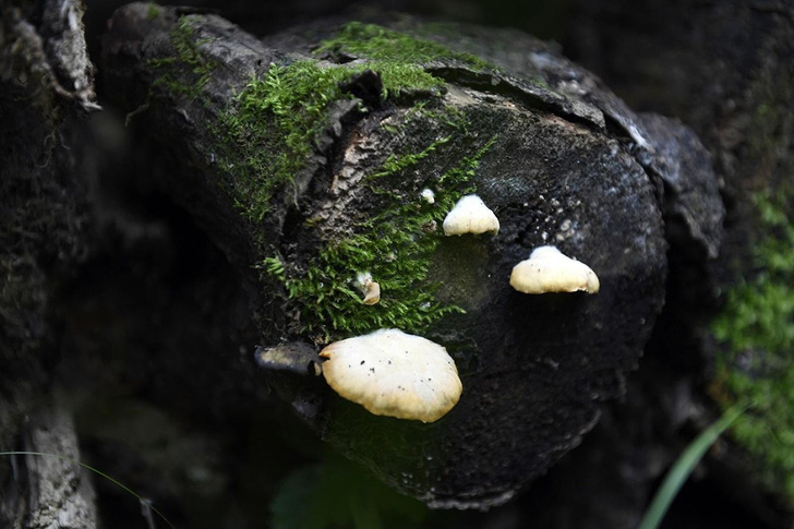 В Сибири обнаружили новый вид грибов