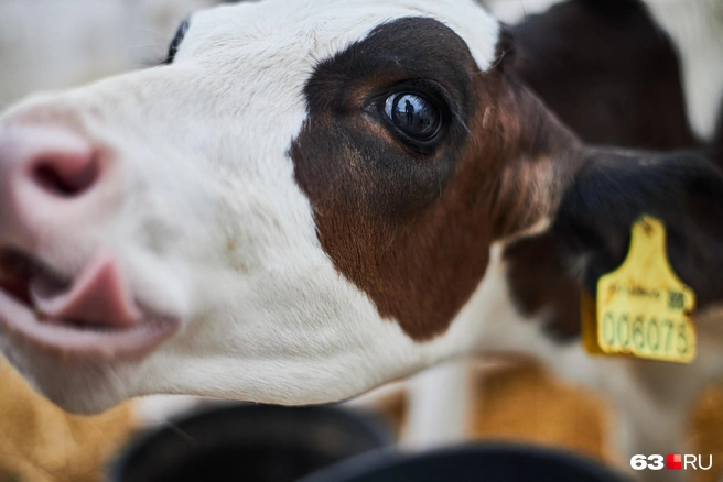 Ну просто кот из «Шрека»! | Источник: Роман Данилкин / 63.RU