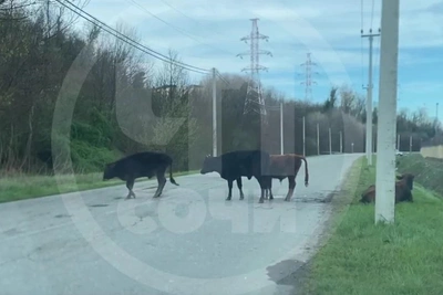 Коровы покалечены в аварии под Сочи