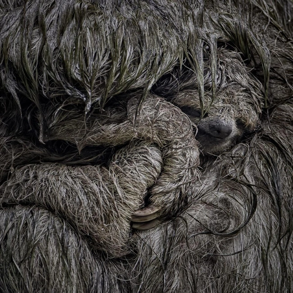 Коста-Рика. Маленький буроголовый ленивец (Bradypus variegatus) крепко спит в материнских объятиях | Источник: Dvir Barkay / BigPicture 2025