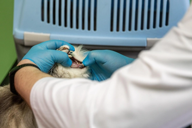 У животных зубы тоже страдают | Источник: NGS.ru +79231570000