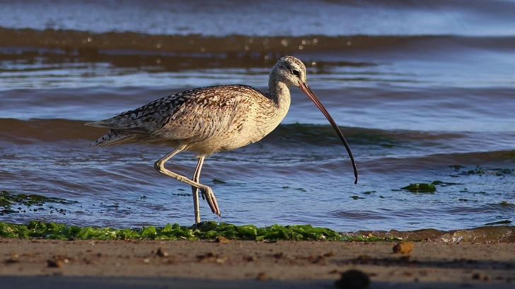 Американский кроншнеп (Numenius americanus) | Источник: Shutterstock/Fotodom.ru