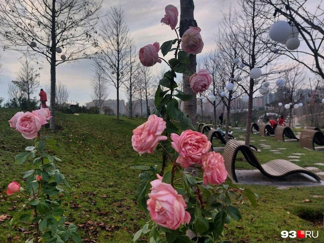 До открытия Парка облаков в парке Галицкого не было так много роз | Источник: Екатерина Железнова / 93.RU