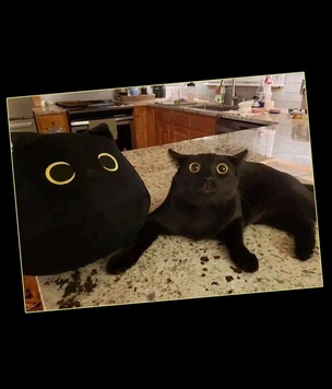 Очень смешные коты в странных местах