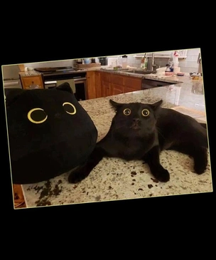 Очень смешные коты в странных местах