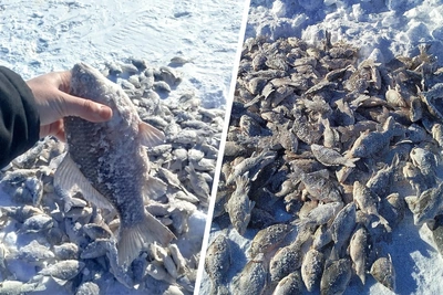 Омичи назвали озеро Салтаим самым рыбным