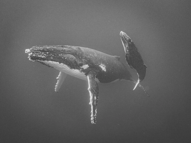 Источник: Jayne Parker / Ippawards.com