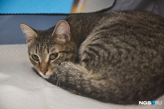 Сколько животных удалось пристроить, пока неизвестно | Источник: Александр Ощепков / NGS.RU
