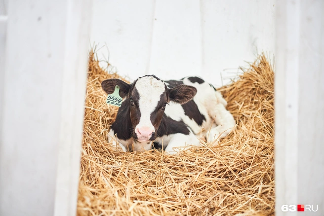 Источник: Роман Данилкин / 63.RU