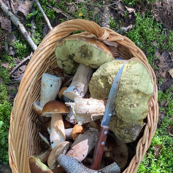 Источник: «Грибы и Грибники Подмосковья» / vk.com