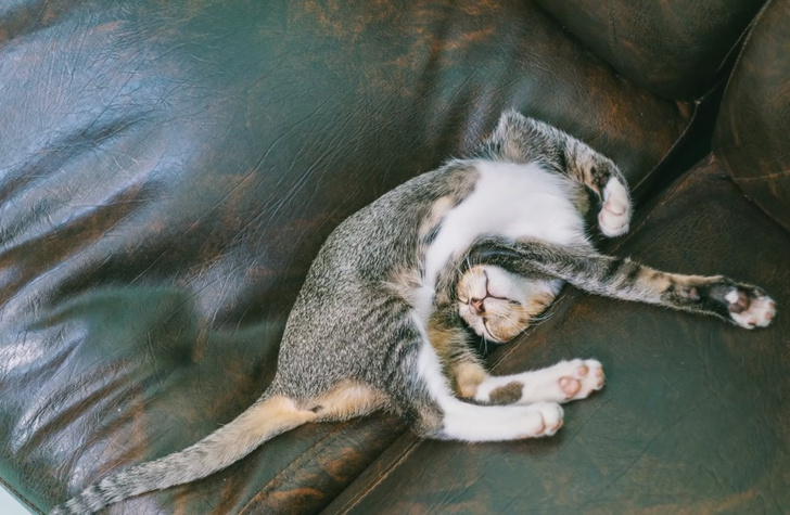 Фото №7 - Что значит поза, в которой спит твоя кошка (7 поз)