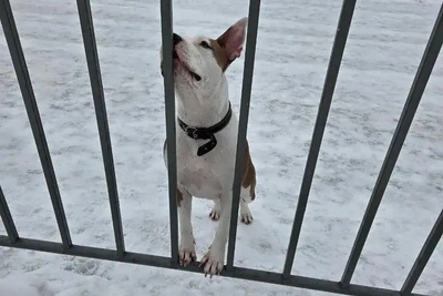 Пес второй день ищет хозяина на воронежском катке