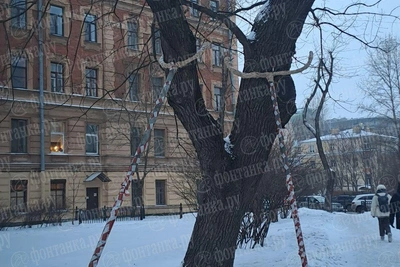 Старый дуб в Ораниенбаумском саду получил «костыли»