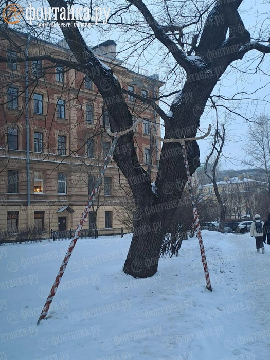 У векового дуба в саду на Петроградской стороне появились «костыли» | Источник: Юлия Яковлева / «Фонтанка.ру»