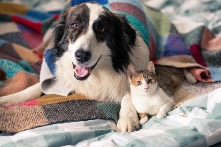 Почему собакам и кошкам нельзя спать на кровати? Отвечают ученые