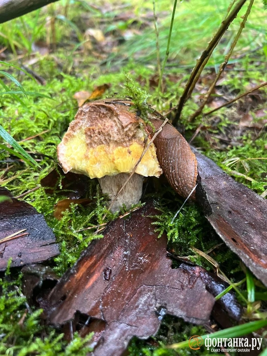 Источник: Венера Галеева / «Фонтанка.ру»