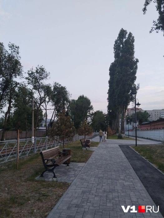 С приходом жары деревья и газон мгновенно пожелтели | Источник: читатели V1.RU