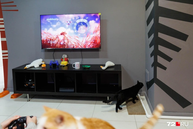 Здесь можно поиграть в обнимку с котом | Источник: Ирина Шарова / 72.RU