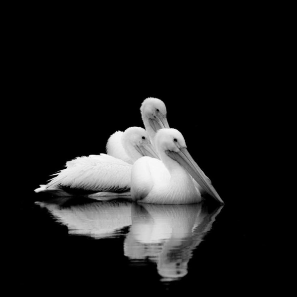 Источник: Ikron Alexander / Exposure One Awards 2025