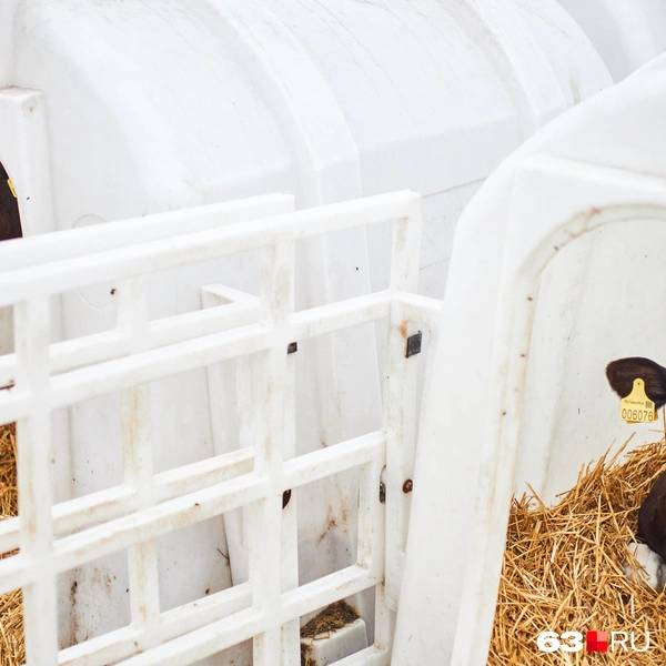 Источник: Роман Данилкин / 63.RU