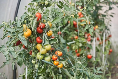 Высадка томатов в теплицу: рекомендации тюменского агронома