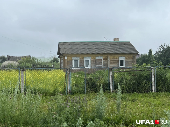 Если не еда&nbsp;— то просто цветы | Источник: Андрей Бирюков / UFA1.RU