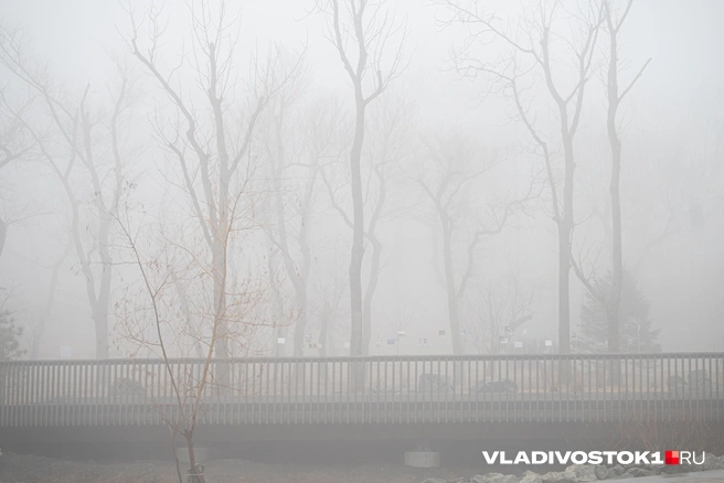 Источник: Елена Буйвол / VLADIVOSTOK1.RU