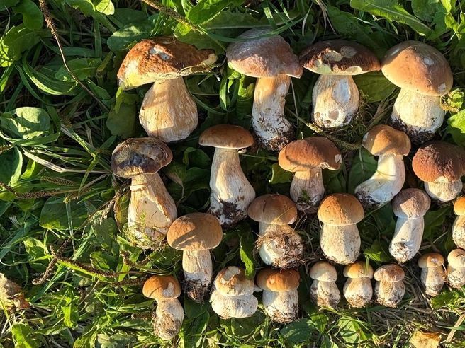 Источник: Шар Шоп / Грибы в Подмосковье 2025 / VK.com