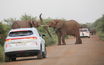 Видео нападения слона на машину туристов в Замбии. Один человек погиб