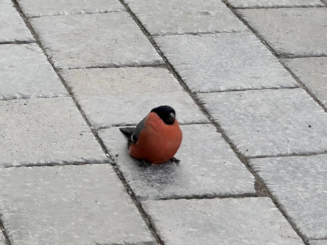 Снегирь расположился на пешеходной дорожке | Источник: читательница НГС Евгения