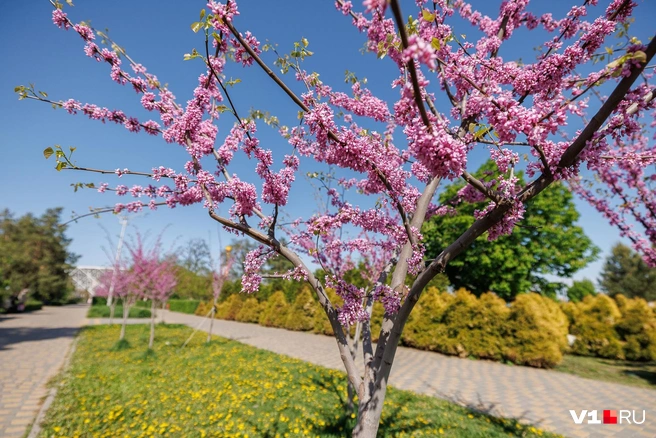 Сейчас самое время для цветения сакуры и церсиса, но продлится оно недолго | Источник: Алексей Волхонский / V1.RU