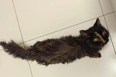 Кошку Лихо, ослепшую на глаз, спасают в Новосибирске