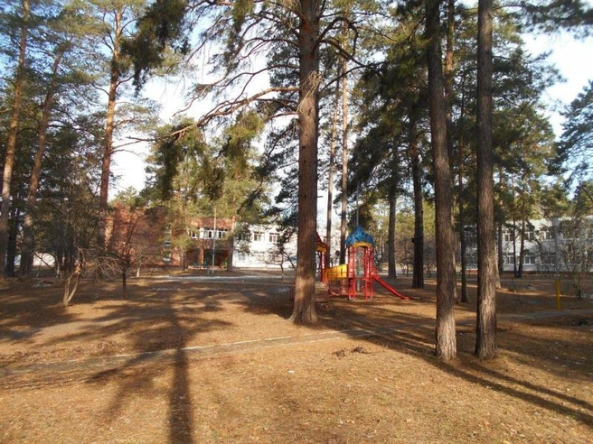 Территория с хвойными деревьями | Источник: camp.samregion.ru