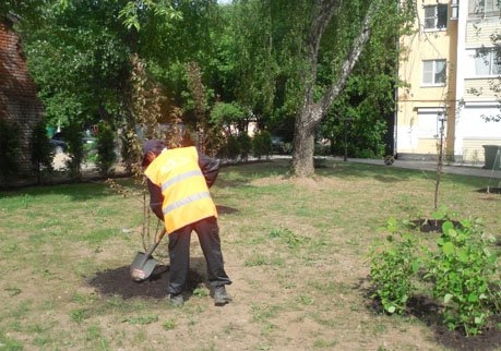 В Рязани посадили более 2,5 тысяч деревьев и кустарников | ya62.ru