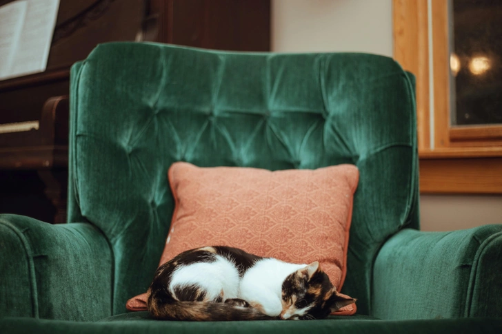 Кошки с деменцией могут больше спать | Источник: Tucker Good via Unsplash