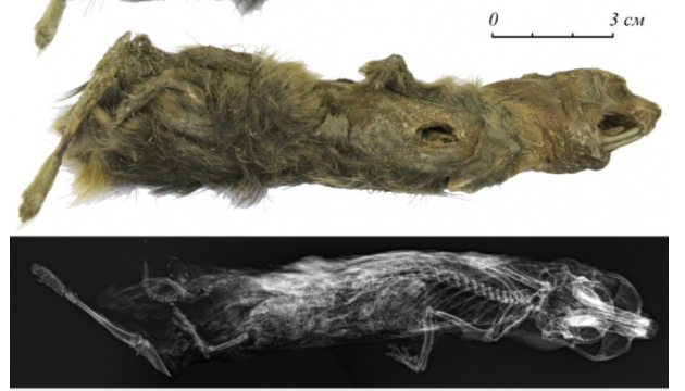 Якутская школьница нашла мумию лемминга в вечной мерзлоте
