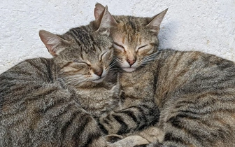 Почему кошки так много спят?
