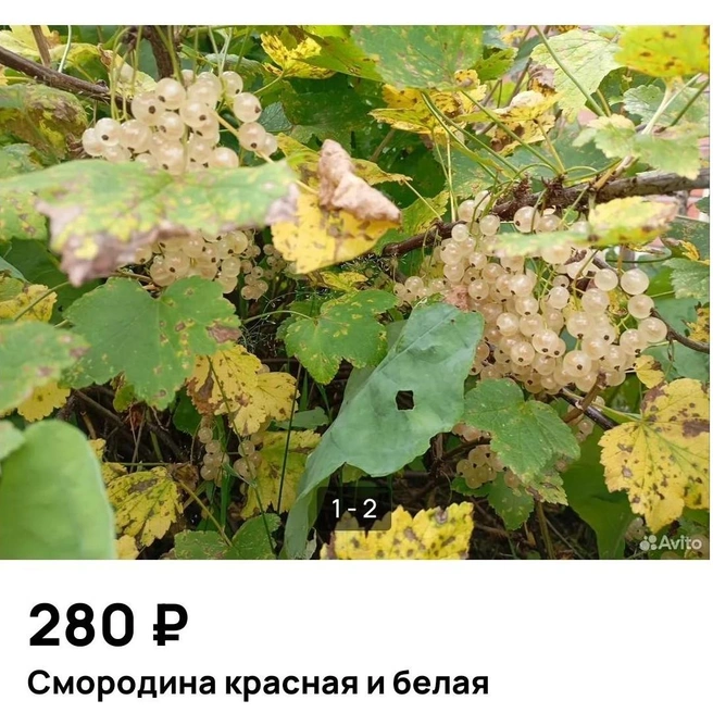 Больше всего объявлений о продаже красной и белой смородины | Источник: Avito.ru