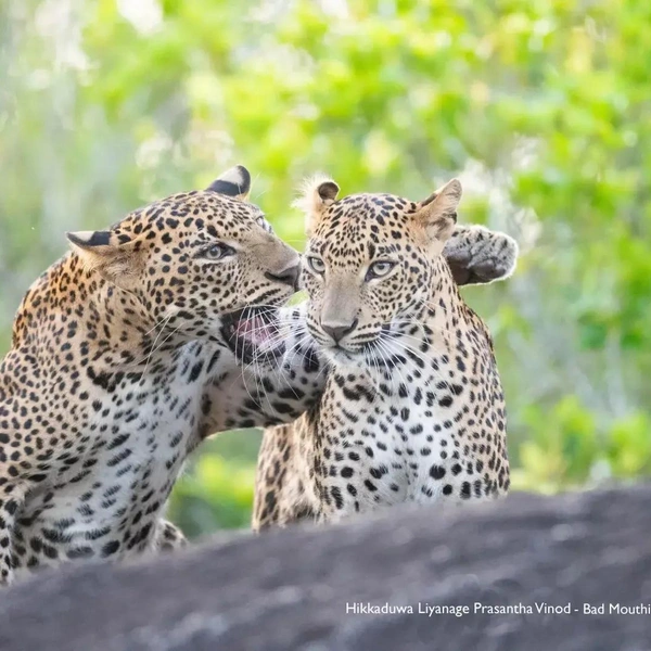 Источник: Nikon Comedy Wildlife Awards