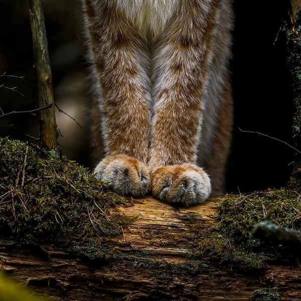 Пушистые лапки рыси покорили сердца членов жюри конкурса фотографий дикой природы Финляндии Vuoden Luontokuva 2025 | Источник: Ossi Saarinen / Vuoden Luontokuva 2025