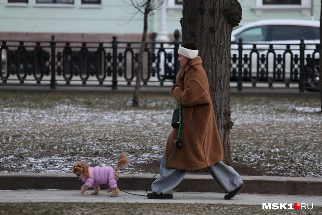 Почти в любую погоду можно встретить тех, кто выгуливает собак | Источник: Артем Устюжанин / MSK1.RU