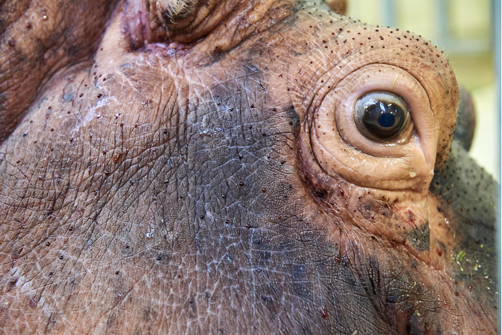 Безжалостные туши: 8 фактов о бегемотах, которые заставят принимать этих животных всерьез