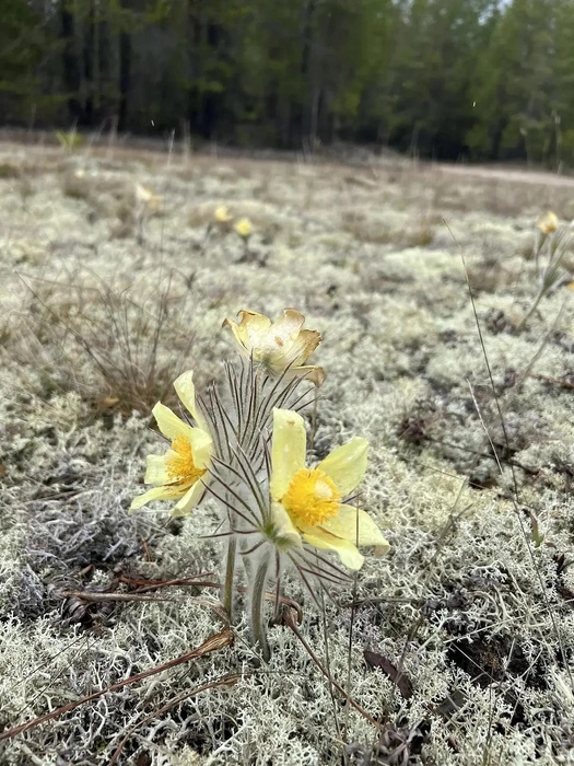 Источник: Природнадзор Югры / Max