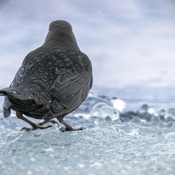 ��������: ����� �������� / ������ ��� � ������ 