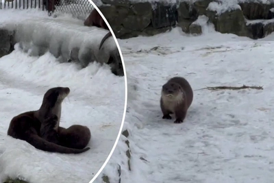 В Новосибирском зоопарке у речных выдр родились пять малышей