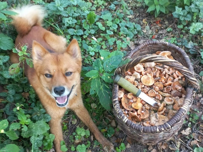 Продолжают радовать и рыжики | Источник: Сергей Швырков / Грибы в Подмосковье 2025 / VK.com