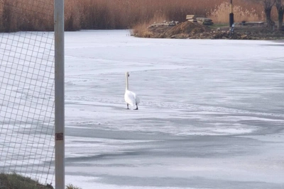 Под Волгоградом лебедь с травмой крыла рискует погибнуть